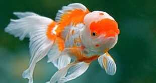 19 Jenis Ikan Mas Koki Yang Ada di Indonesia