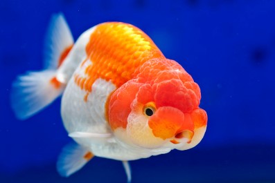 Mas Koki Ranchu