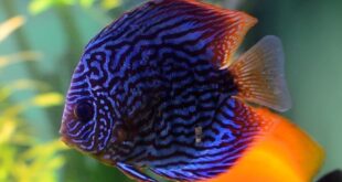 Jenis Ikan Discus Yang Populer di Indonesia