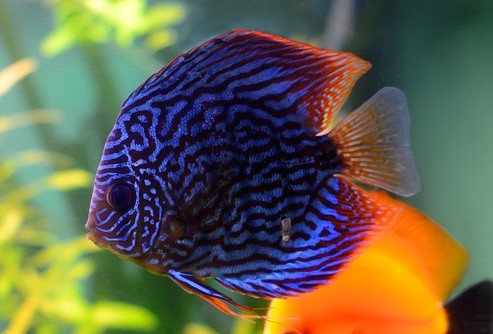 discus blue