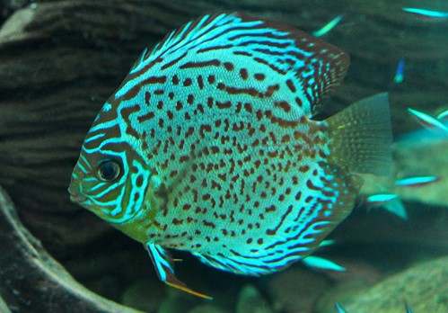 discus green discus green