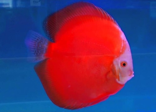 discus red discus red