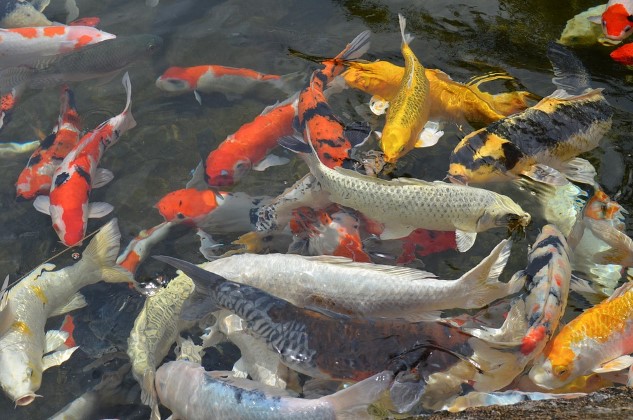 Tips Sebelum Memulai Beternak Ikan Koi Blog Budiaya Ikan Hias
