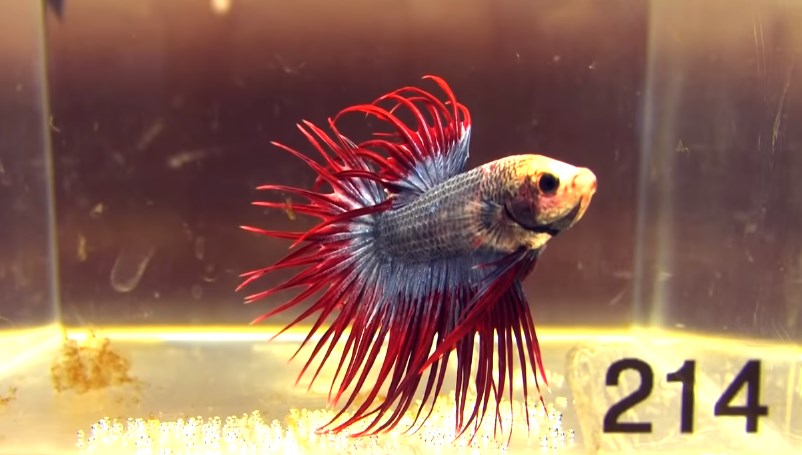 48 Gambar Ikan Cupang Petarung Terbaru