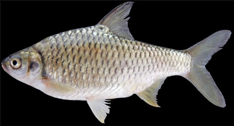 Panduan Singkat Budidaya Ikan Tawes 1 gambar ikan tawes