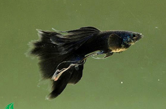 ikan guppy black thailand