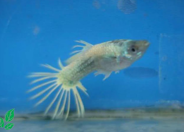 Budidaya Ikan Guppy Air Tawar Blog Budiaya Ikan Hias