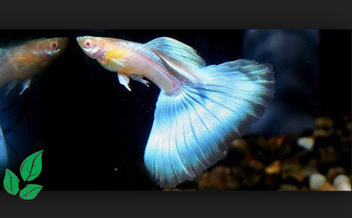 ikan guppy japan blue
