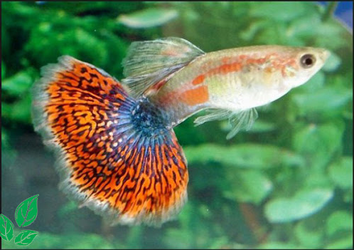 Budidaya Ikan Guppy Air Tawar Blog Budiaya Ikan Hias