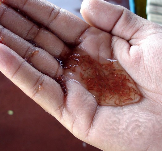 Pakan Burayak – Artemia Pakan Burayak – Artemia
