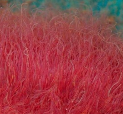 Pakan Burayak - Micro Worm