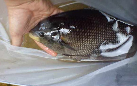 Gurame Jepang Blog Budiaya Ikan Hias