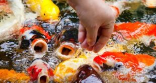 Tips Berhemat Dengan Pakan Koi Alami Buatan Sendiri