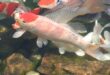 7 Penyakit Ikan Koi dan Cara Mengatasinya