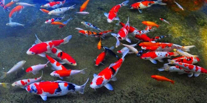 Nama Koi berdasarkan jenis dan corak warna yang dimilikinya