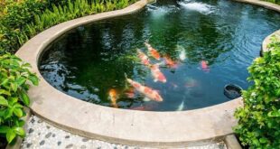 Merawat Kondisi Air Kolam Ikan Koi