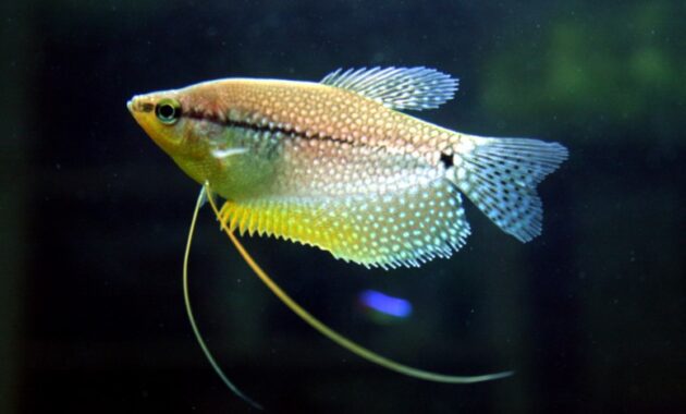 Tips Singkat Membudidayakan Ikan Sepat 1 Budidaya Ikan Sepat
