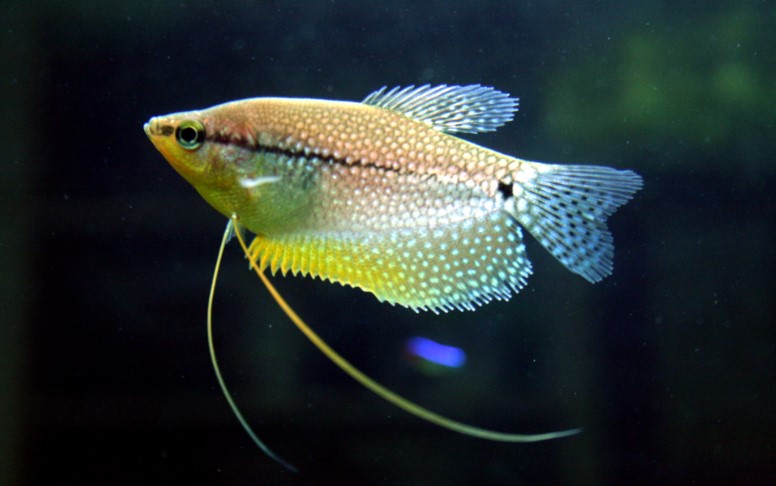 Budidaya-Ikan-Sepat