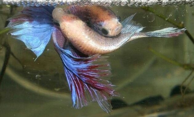 Tips Sukses Memijah Ikan Cupang Bagi Pemula 1 pemijahan ikan cupang
