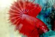 Pemeliharaan Ikan Cupang Halfmoon Yang Baik