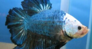 Jenis Ikan Cupang Bangkok & Perbedaan dengan Cupang Lainnya