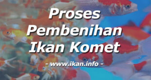 Kenali 4 Langkah Cara Pembenihan Ikan Komet Yang Tepat
