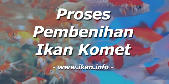 Proses pembenihan ikan komet