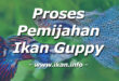 Proses Mudah Dalam Pembenihan Ikan Guppy Hasil Maksimal