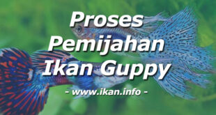 Proses Mudah Dalam Pembenihan Ikan Guppy Hasil Maksimal