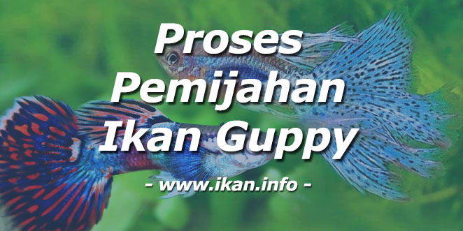 Proses pemijahan ikan guppy
