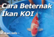 Tips Sebelum Memulai Beternak Ikan Koi