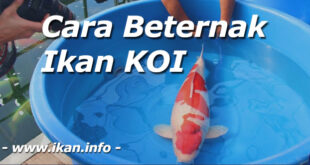 Tips Sebelum Memulai Beternak Ikan Koi