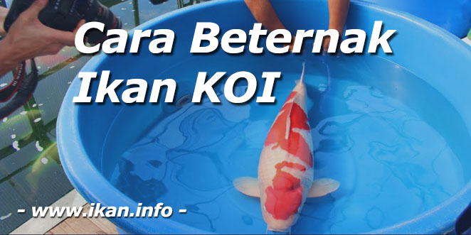 cara budidaya ikan koi