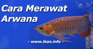 Panduan Lengkap Cara Merawat Ikan Arwana Untuk Budidaya