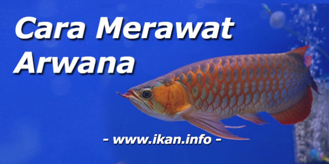 Panduan Lengkap Cara Merawat Ikan Arwana Untuk Budidaya