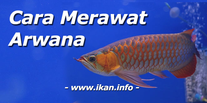 Cara Merawat Ikan Arwana