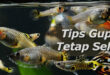 Tips Menjaga Ikan Guppy Tetap Sehat
