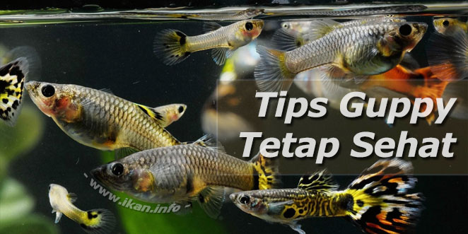 Cara agar guppy tetap sehat