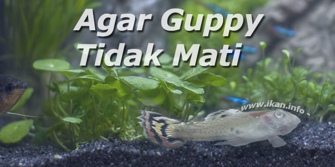 Cara memelihara guppy agar tidak cepat mati