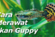 Cara Pemeliharaan Ikan Guppy
