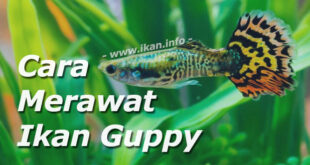 Cara Pemeliharaan Ikan Guppy