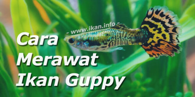 Cara memelihara ikan guppy biasa