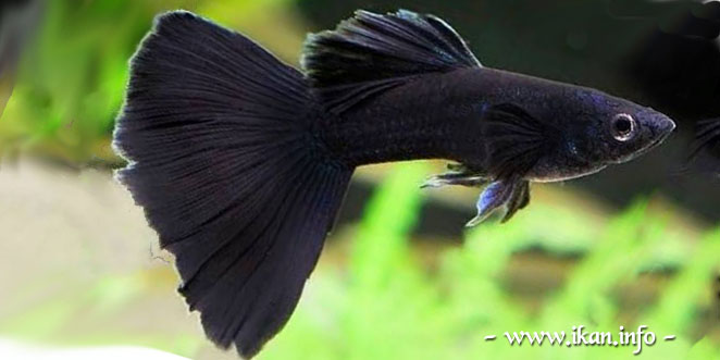 Ikan Guppy Black Moscow