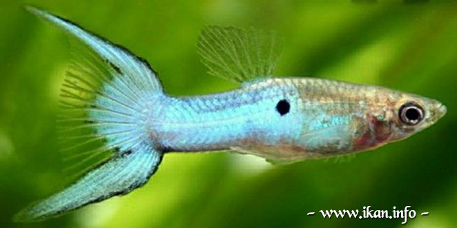 Ikan Guppy Blue Japan