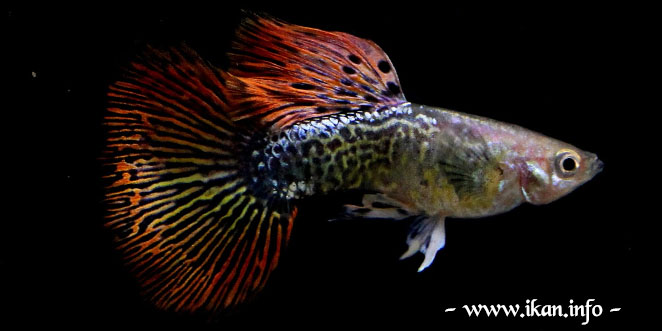 Jenis Ikan Guppy Dragon Big Ear
