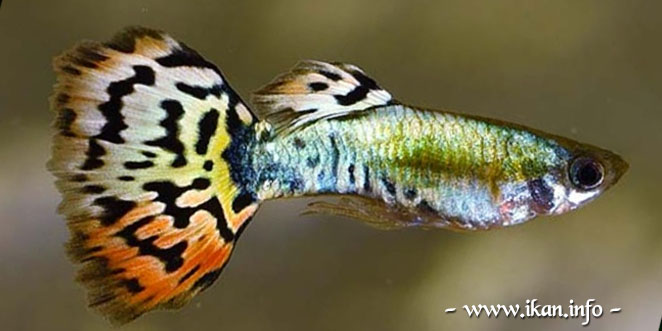 Ikan Guppy Leopard