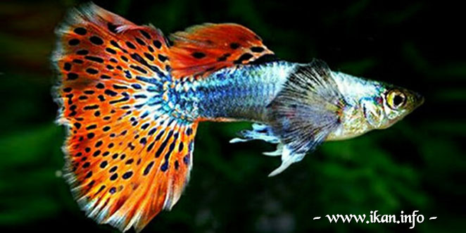 Ikan Guppy Mozaik