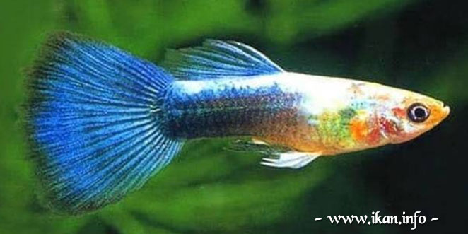 Jenis Ikan Guppy Neon