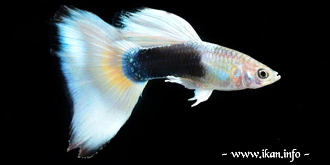Ikan Guppy Tuxedo