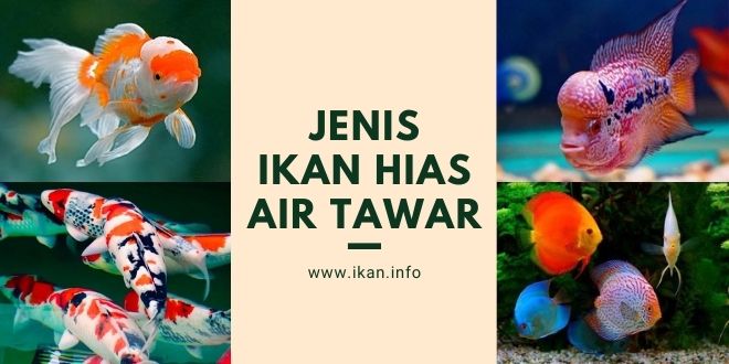 Jenis Ikan Hias Air Tawar Yang Mudah Di Pelihara